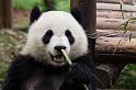 065 Chengdu, giant panda research center, reuzenpanda